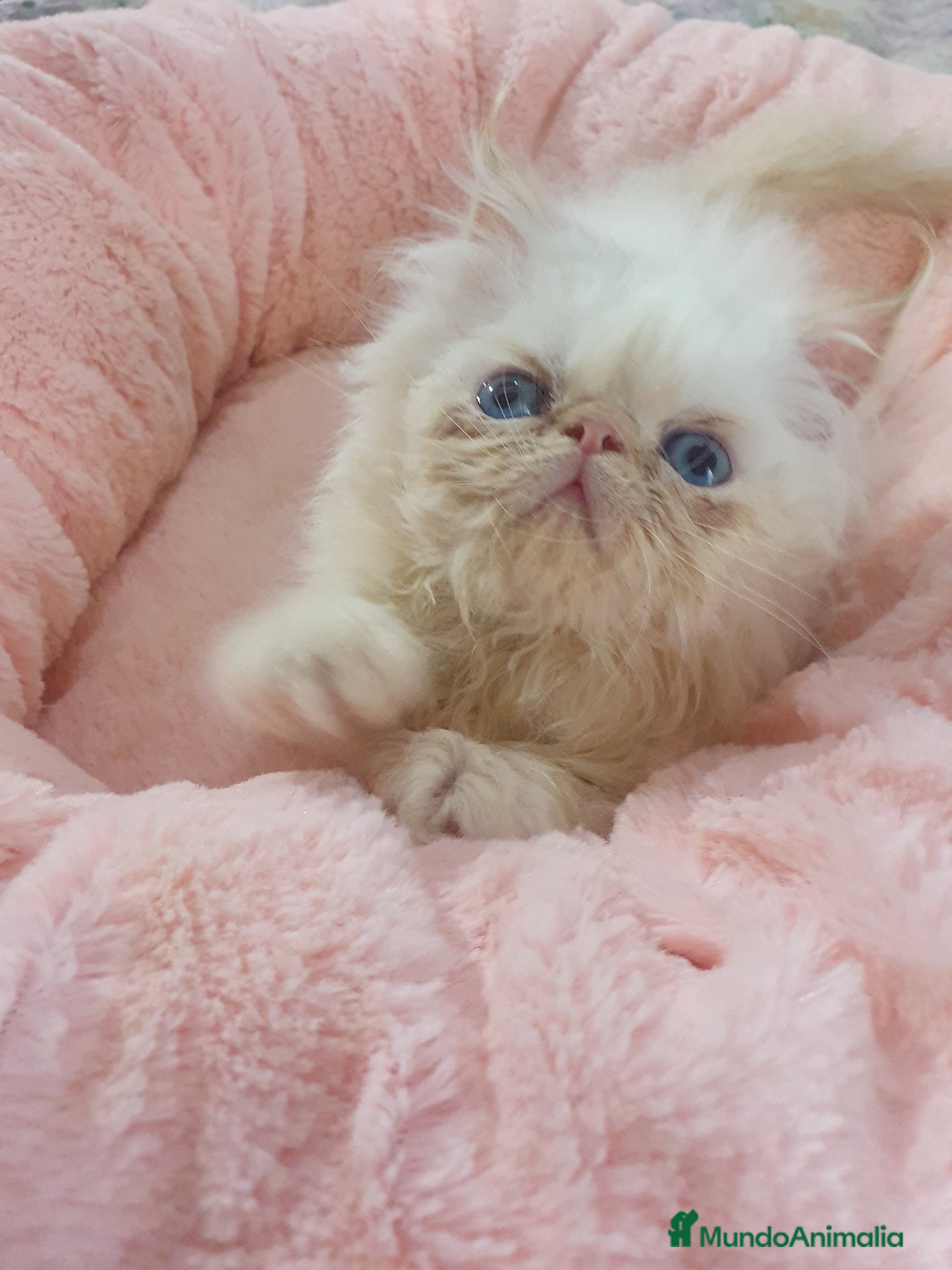 Himalayo gatos CACHORROS PERSAS HIMALAYOS  - Anuncio 1