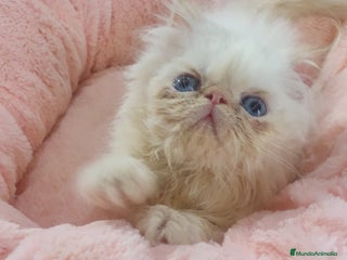 Himalayo gatos CACHORROS PERSAS HIMALAYOS - Anuncio 1