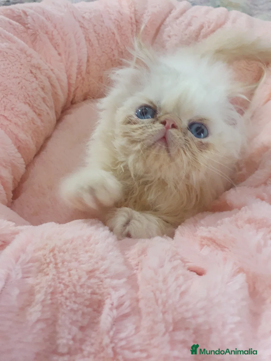 Himalayo gatos en venta: CACHORROS PERSAS HIMALAYOS  - Anuncio 1