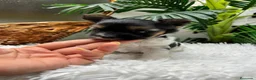 Yorkshire Terrier perros en venta: YORKSHIRE BIEWER - Anuncio 2