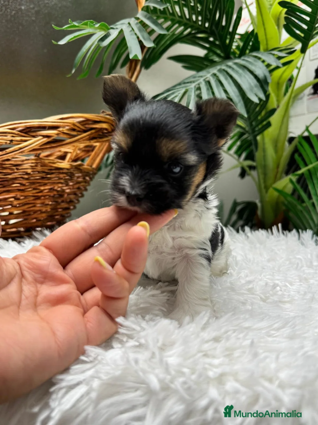 Yorkshire Terrier perros en venta: YORKSHIRE BIEWER - Anuncio 2