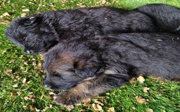 Pastor Alemán perros en venta: Nueva Camada de Pastor manto Negro - Anuncio 4