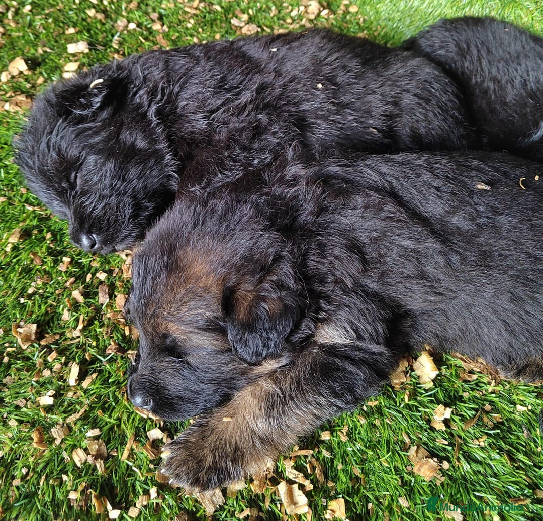 Pastor Alemán perros en venta: Nueva Camada de Pastor manto Negro - Anuncio 4