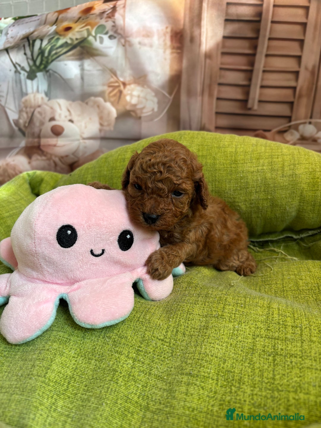 Caniche Toy perros en venta: Caniche toy rojo  - Anuncio 13