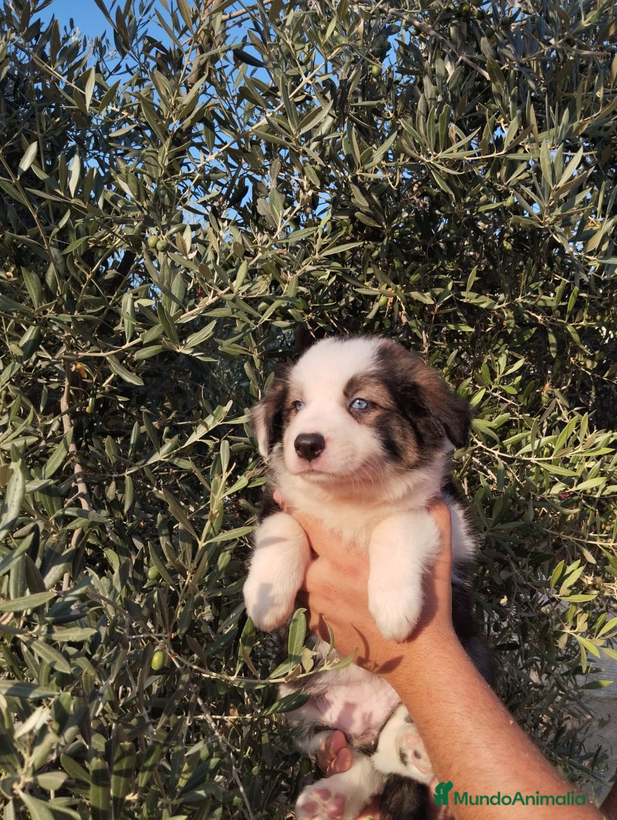 Border Collie perros Gran camada de Border Collie - Anuncio 2