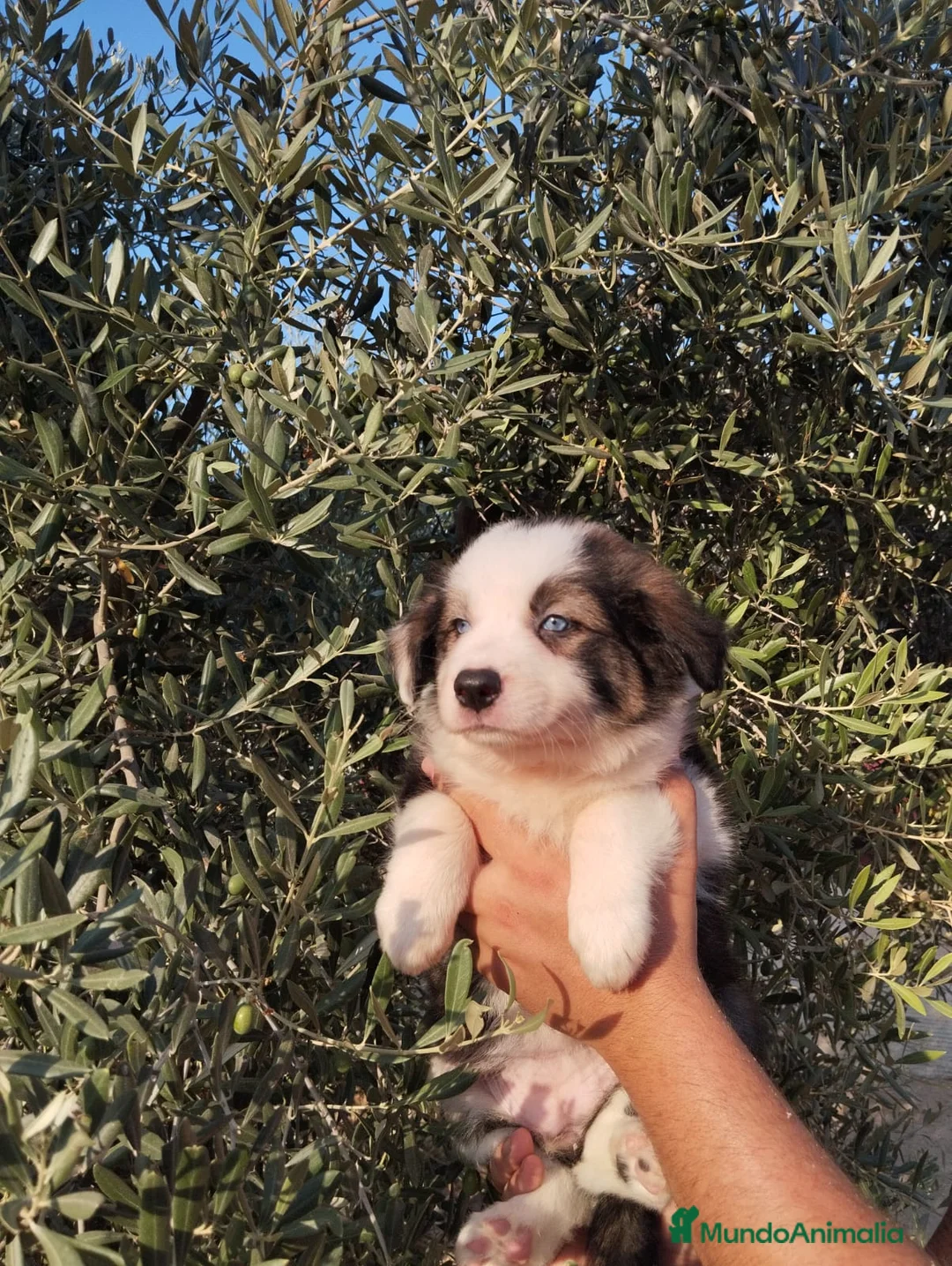 Border Collie perros en venta: Gran camada de Border Collie - Anuncio 2