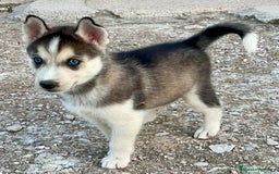 Husky Siberiano perros en venta: Husky siberiano  - Imagen 3