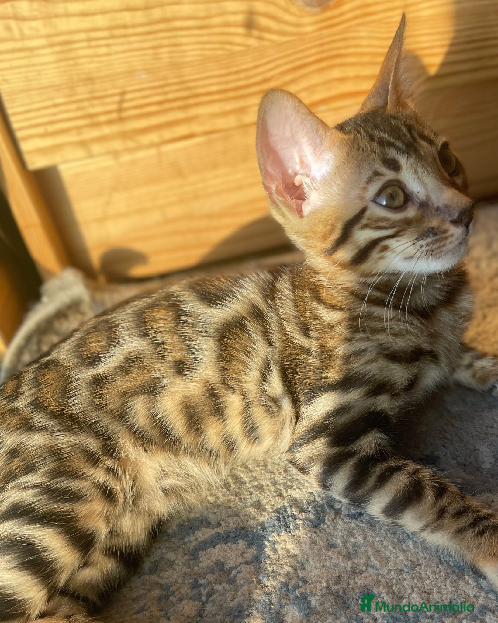 Bengalí gatos Hembra Bengalí Brown Spotted Tabby - Anuncio 2