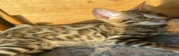 Bengalí gatos en venta: Hembra Bengalí Brown Spotted Tabby - Anuncio 2