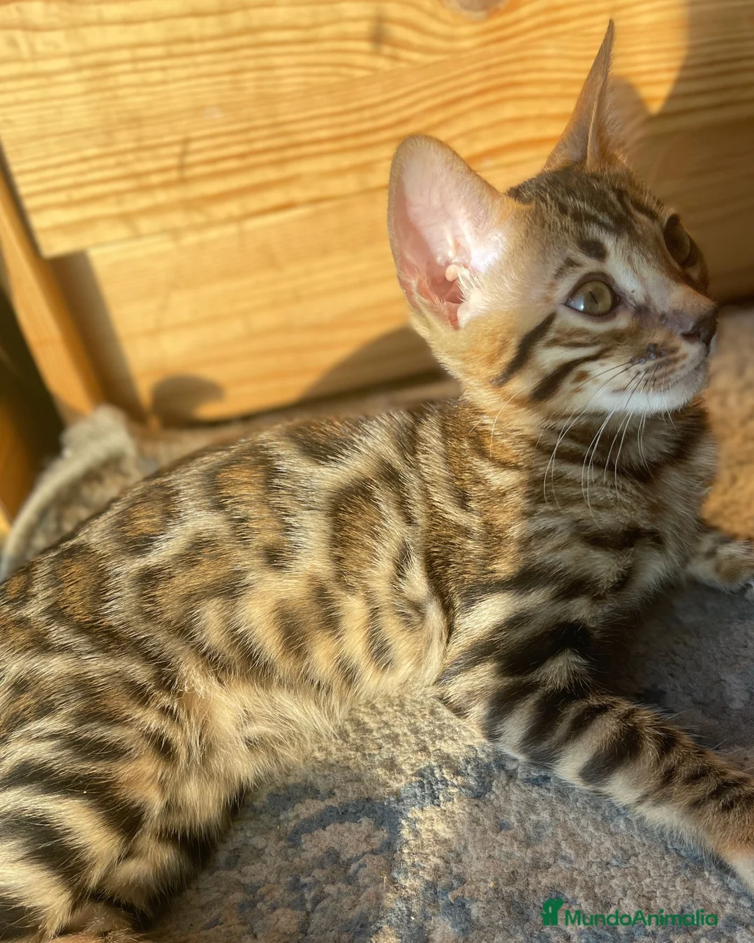 Bengalí gatos en venta: Hembra Bengalí Brown Spotted Tabby - Anuncio 2