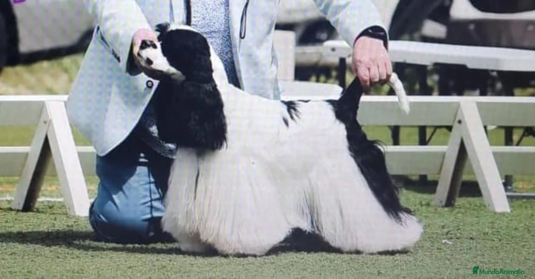 Cocker Spaniel Americano perros en venta: Cocker Americano Top - Anuncio 1