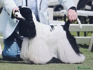 Cocker Spaniel Americano perros en venta: Cocker Americano Top - Anuncio 3