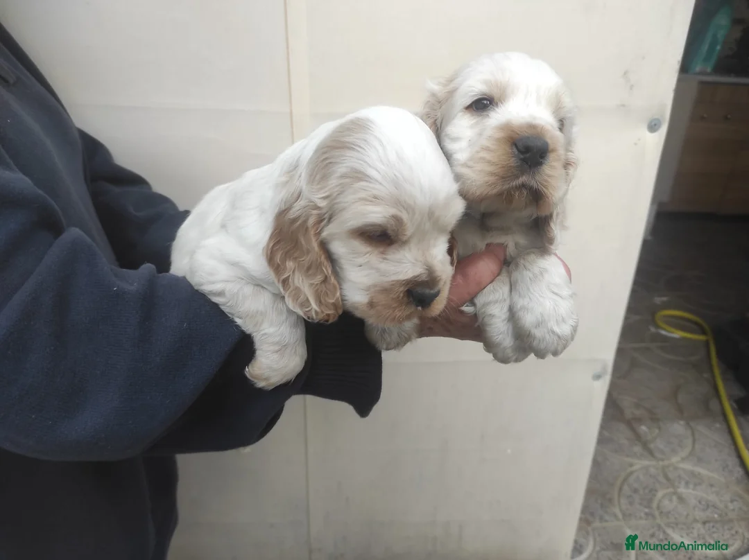Cocker Spaniel Inglés perros en venta: Cocker Spaniel ingles  - Anuncio 1