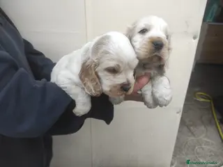 Cocker Spaniel Inglés perros Cocker Spaniel ingles - Anuncio 2