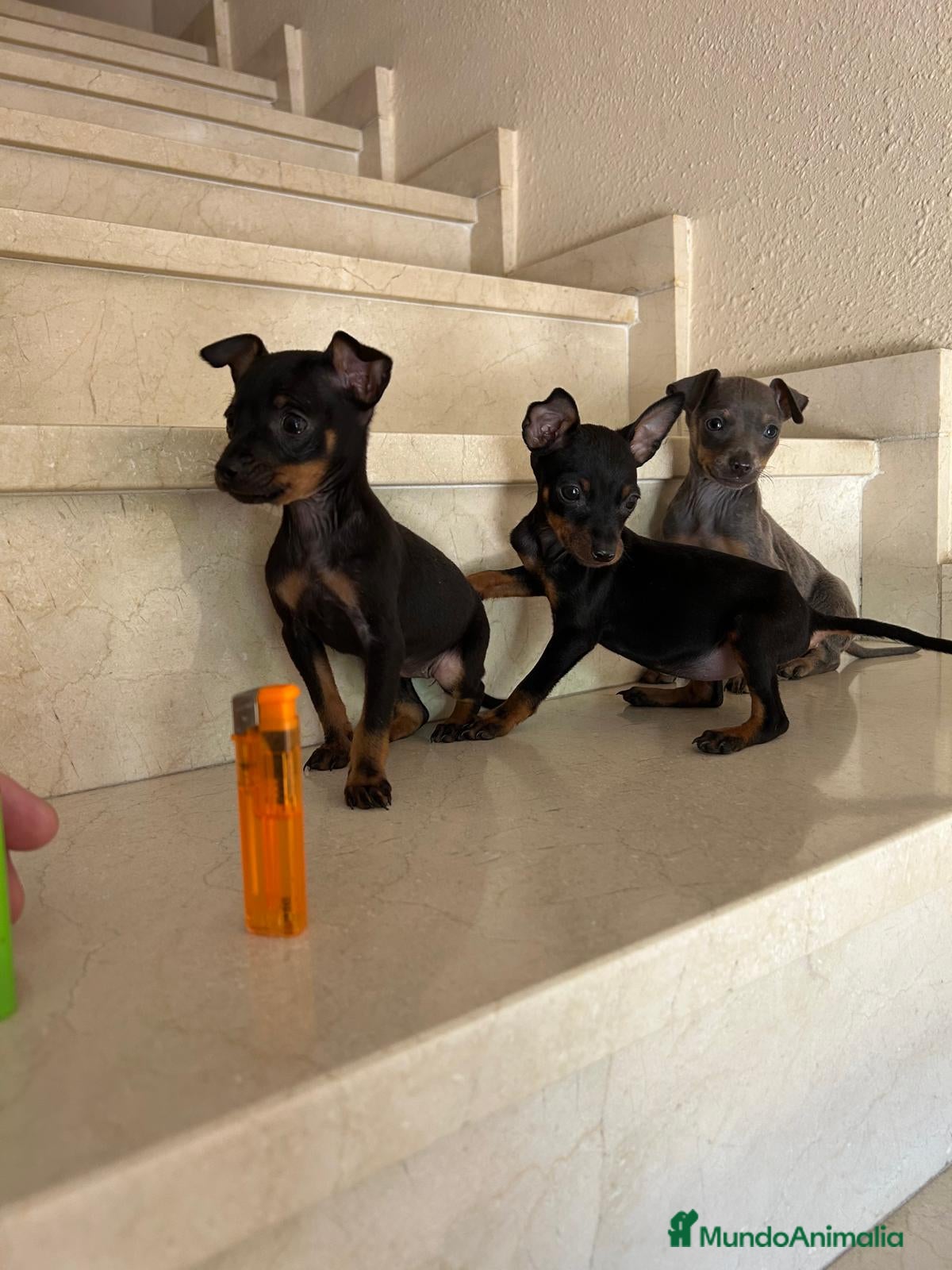 Pinscher Miniatura perros PINCHER MINIATURA - Anuncio 1