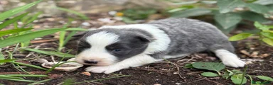 Border Collie Macho azul