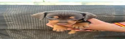 Teckel Miniatura perros en venta: Teckel Kaninchen - Anuncio 10