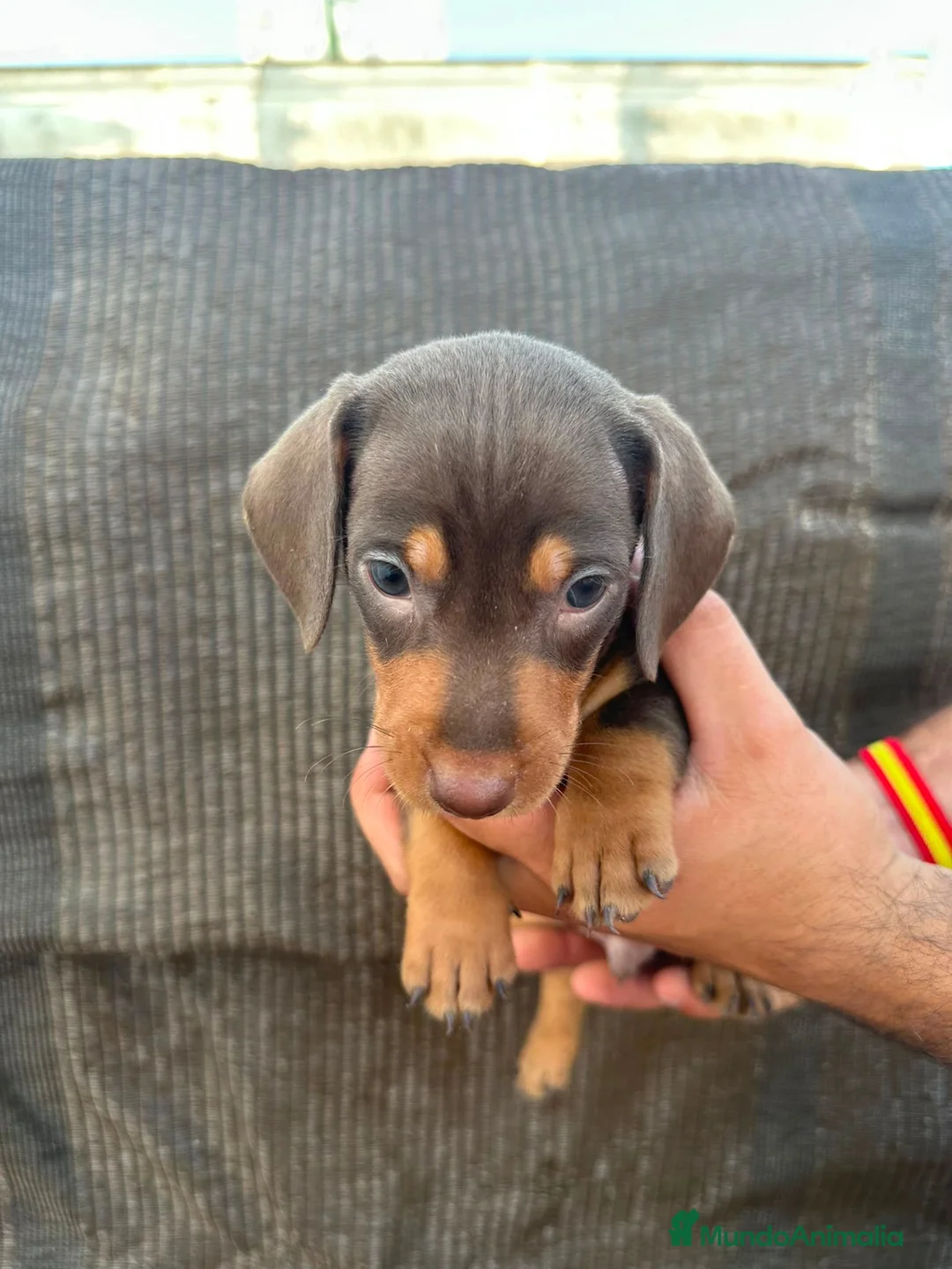 Teckel Miniatura perros en venta: Teckel Kaninchen - Anuncio 10