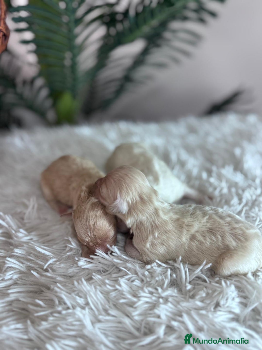 Maltipoo perros en venta: MALTIPOO  - Anuncio 14