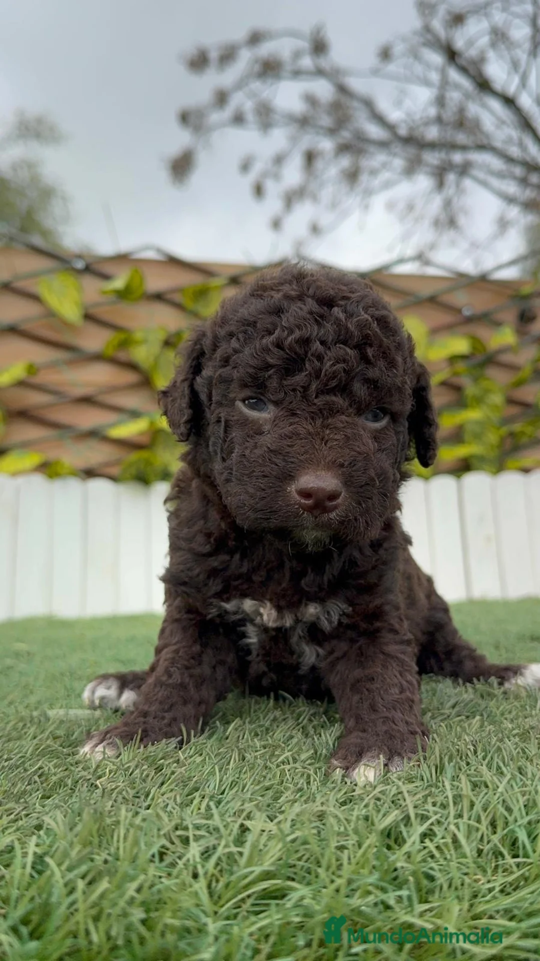 Perro de Agua Español perros en venta: PERRO DE AGUA HEMBRA - Anuncio 9