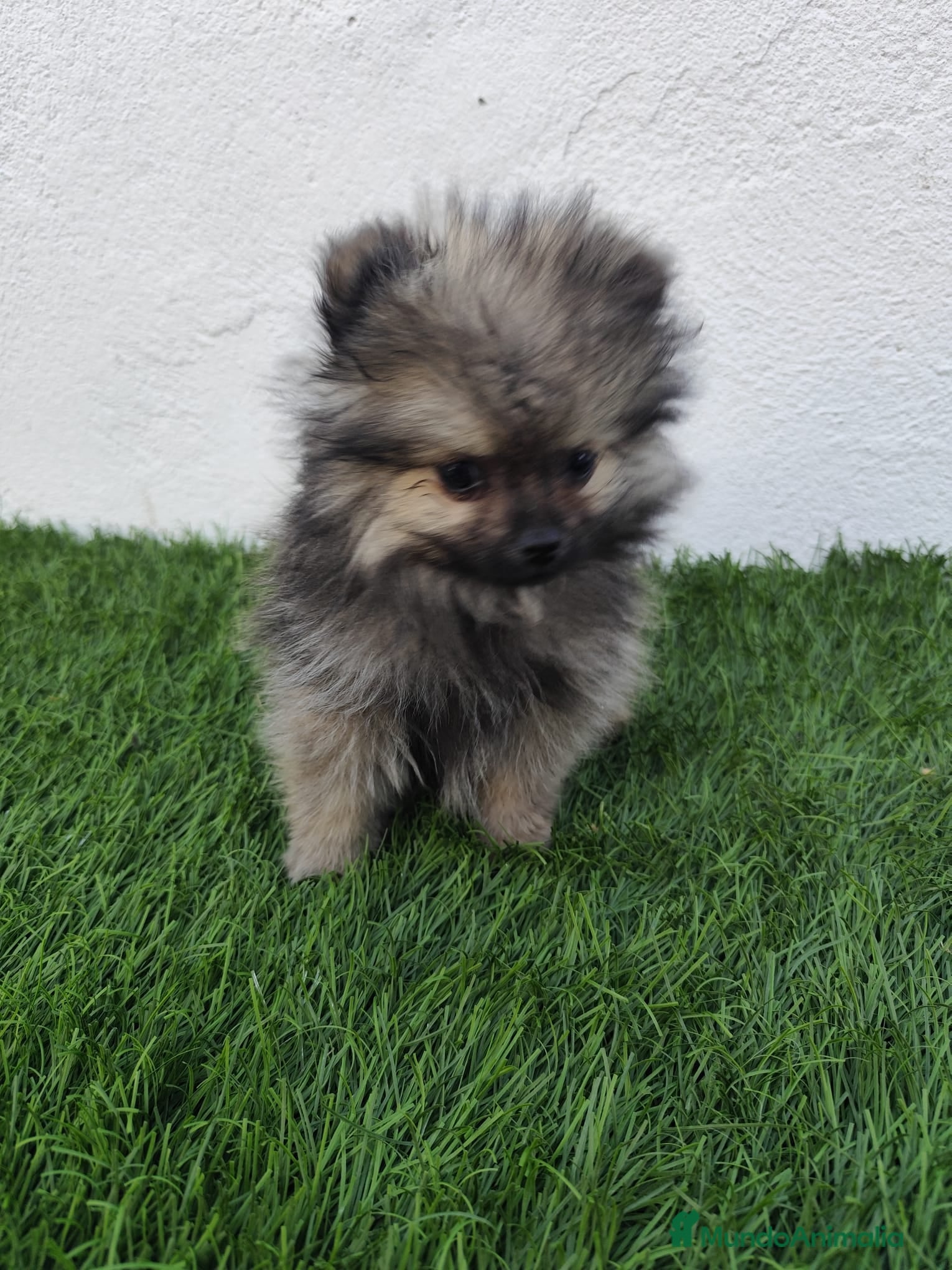 Pomerania perros en venta: Pomerania toy  - Anuncio 2