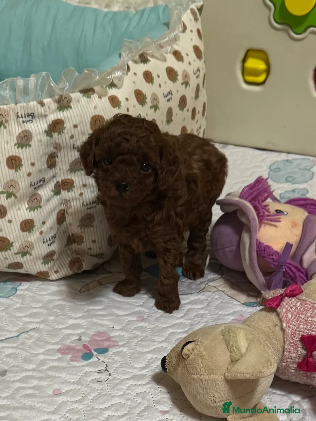 Caniche Toy perros en venta: Caniche Toy Rojo - Anuncio 2