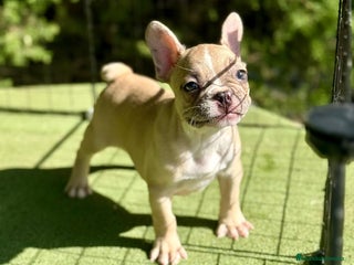 Bulldog Francés perros - Anuncio 12