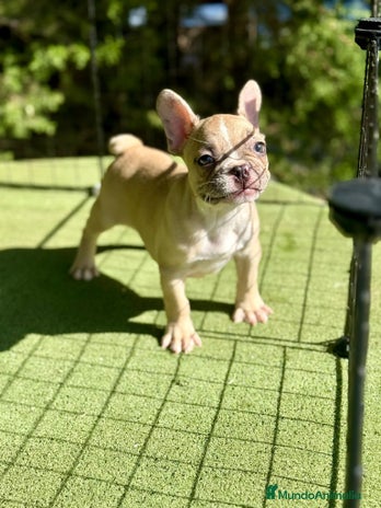 Bulldog Francés perros - Anuncio 9