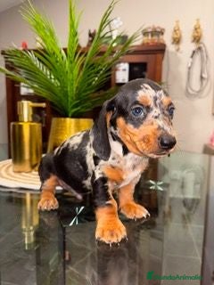 Teckel Miniatura perros PRECIOSA CAMADA TECKEL - Anuncio 1