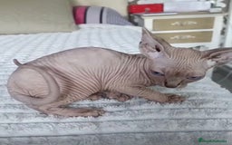 Sphynx gatos en venta: GATOS EGIPCIOS - Anuncio 2
