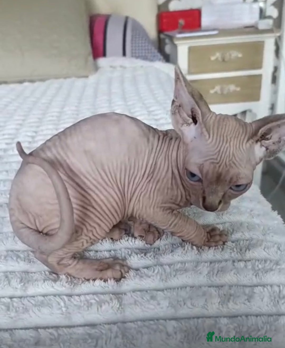 Sphynx gatos en venta: GATOS EGIPCIOS - Anuncio 2