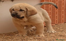 Mastín Español perros en venta: Mastín leones  - Imagen 5