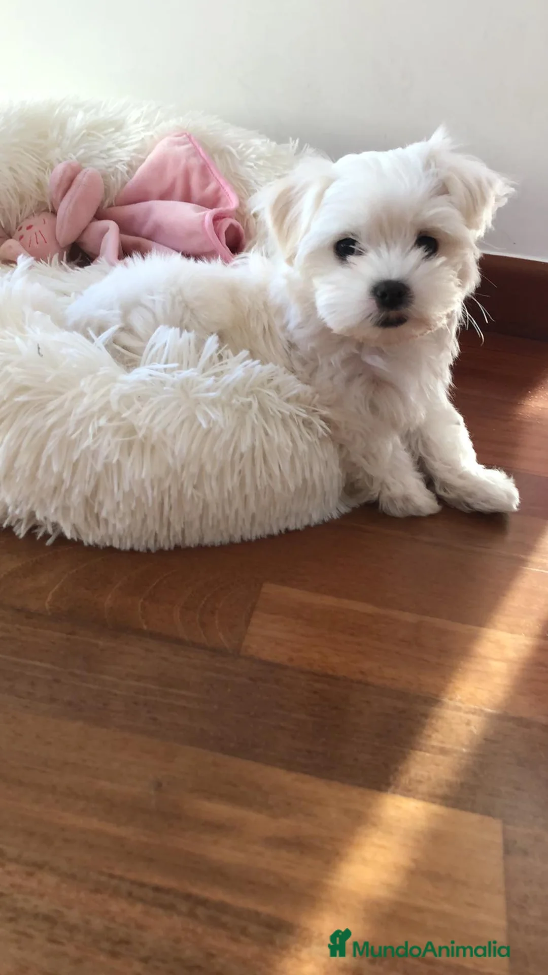 Bichón Maltés perros en venta: Bichon maltes - Anuncio 4