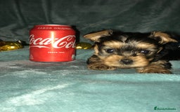 Yorkshire Terrier perros en venta: YORKSHIRES CACHORROS ///// ANDALUCÍA  - Anuncio 1