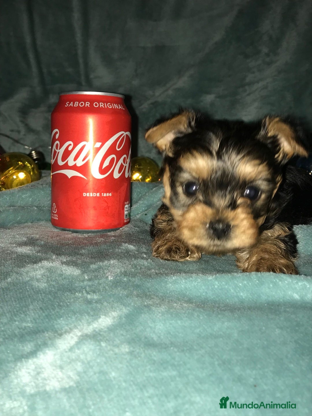 Yorkshire Terrier perros en venta: YORKSHIRES CACHORROS ///// ANDALUCÍA  - Anuncio 1