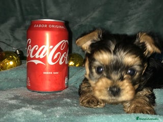 Yorkshire Terrier perros YORKSHIRES CACHORROS ///// ANDALUCÍA - Anuncio 4