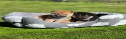 Shiba Inu perros en venta: Shiba inus - Anuncio 2