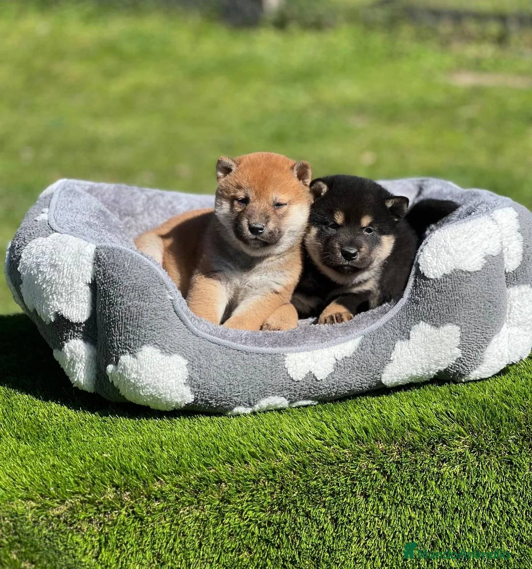 Shiba Inu perros en venta: Shiba inus - Anuncio 2