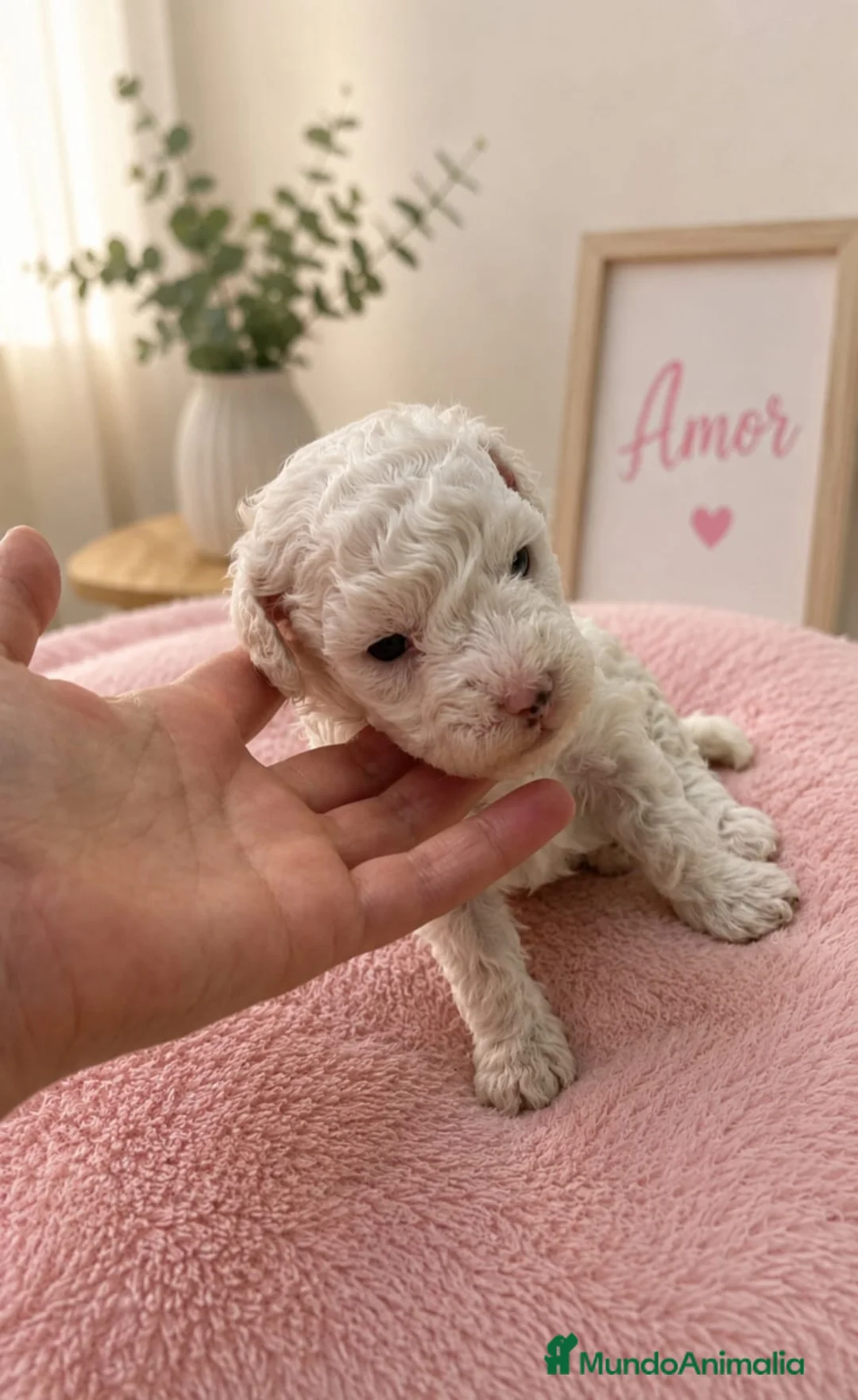 Caniche Toy perros en venta: Caniche toy - Anuncio 1