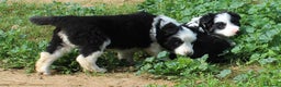 Border Collie perros en venta: Border collie standar  - Anuncio 4