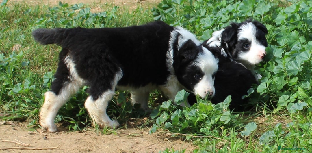 Border Collie perros en venta: Border collie standar  - Anuncio 4