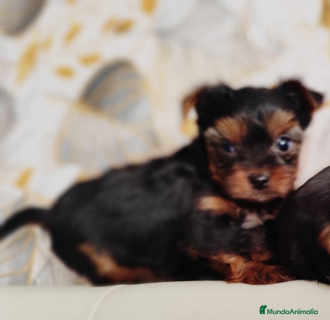 Yorkshire Terrier perros en venta: Yorkshire terrier toy - Anuncio 11
