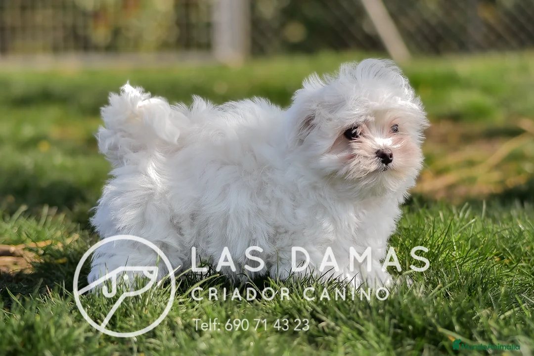 Bichón Maltés perros en venta: BICHÓN MALTÉS DISPONIBLE - Anuncio 4