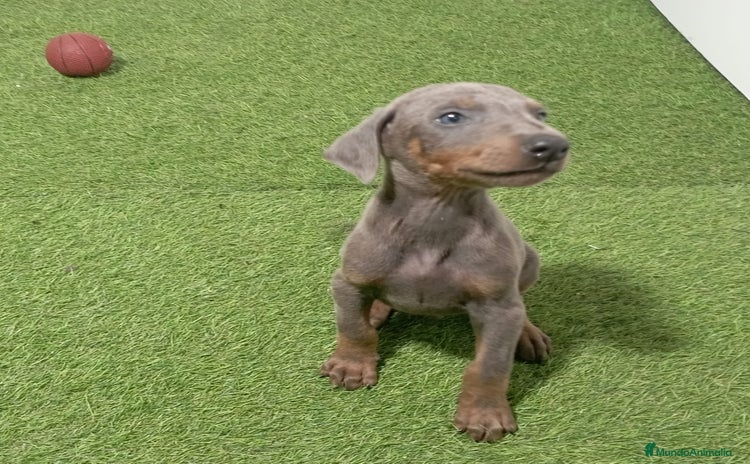 Dobermann perros - Propaganda 2