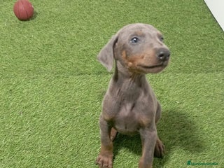 Dobermann perros - Anuncio 4