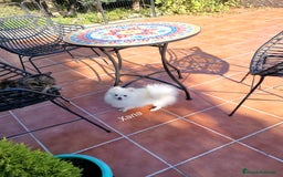 Pomerania perros en venta: Pomerania hembra 1,500kg con 8 meses  - Imagen 3