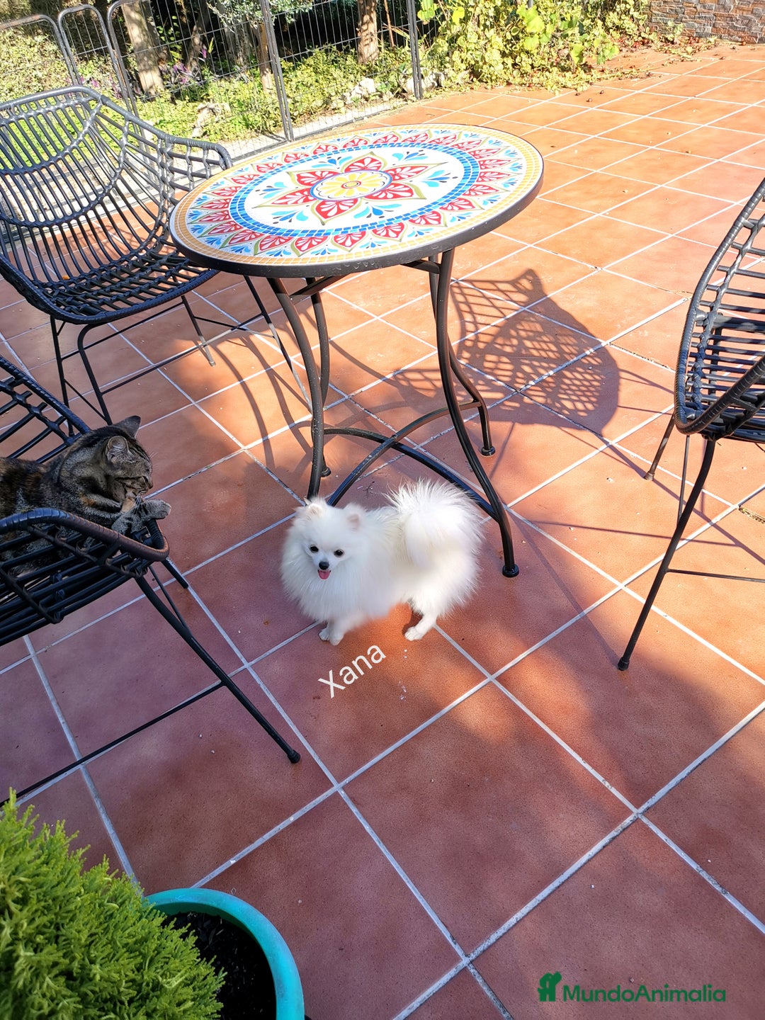 Pomerania perros en venta: Pomerania hembra 1,500kg con 8 meses  - Imagen 3
