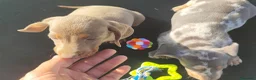 Teckel Miniatura perros en venta: TECKEL EXCLUSIVOS - Anuncio 4