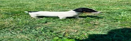 Jack Russell Terrier perros en venta: Jack Russell Terrier  - Anuncio 14