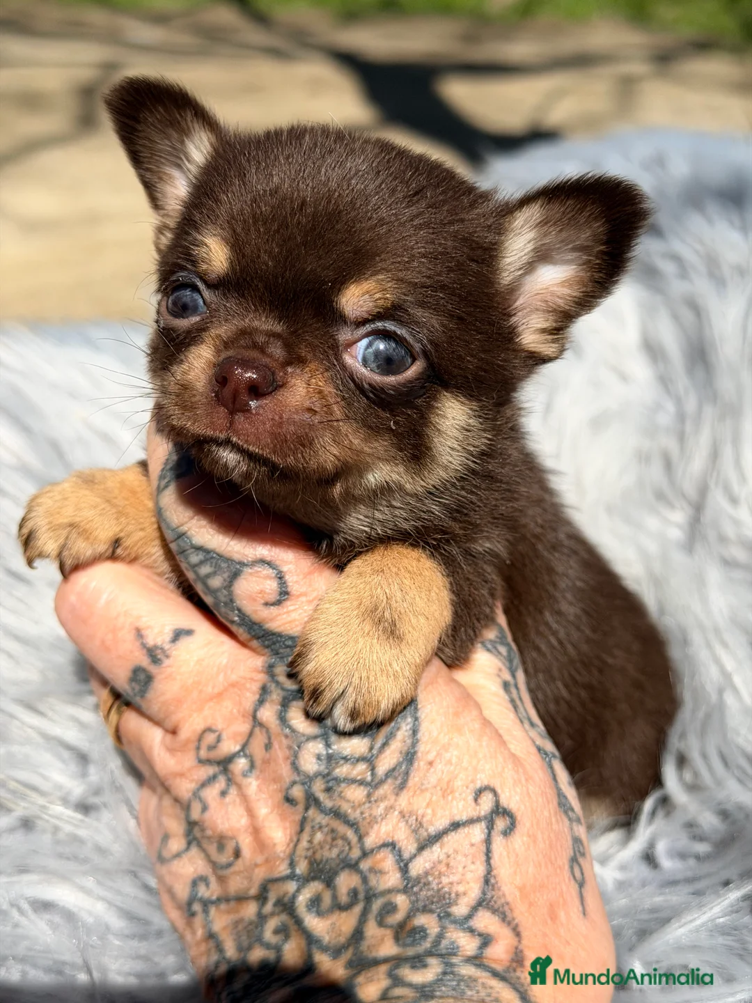 Chihuahua perros en venta: Chihuhua Microtoy  - Anuncio 1